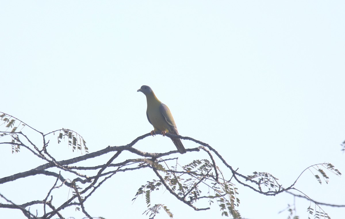 Yellow-footed Green-Pigeon - ML418418981