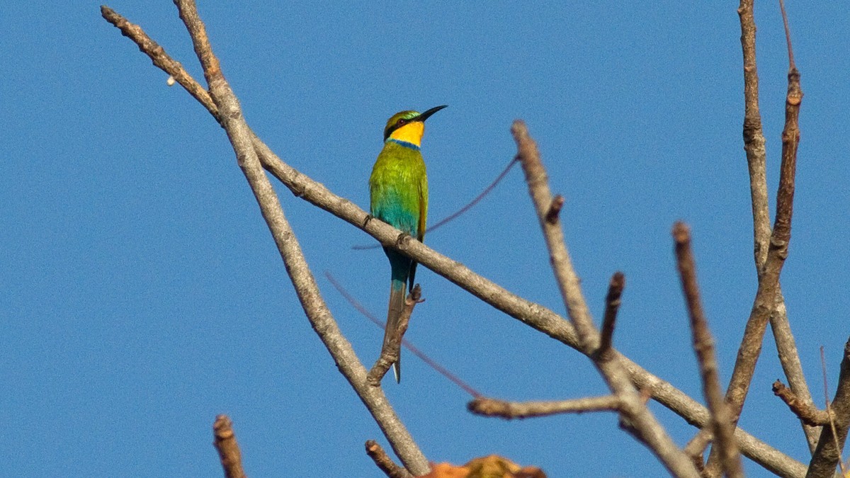 Swallow-tailed Bee-eater - ML418420101
