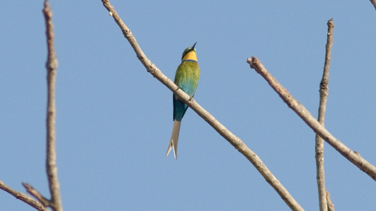 Swallow-tailed Bee-eater - ML418420111