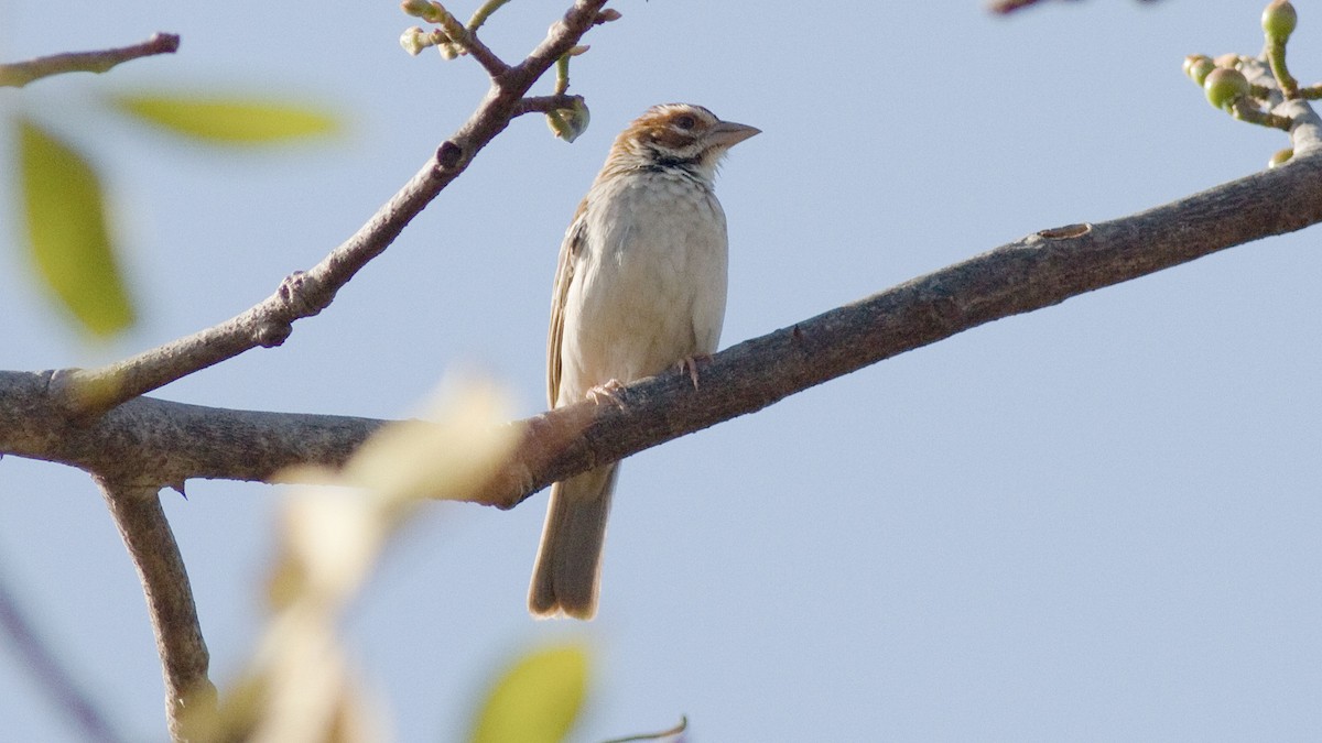 Chestnut-crowned Sparrow-Weaver - Rodney Baker