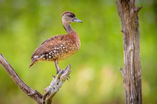 Spotted Whistling-Duck, ML418421391