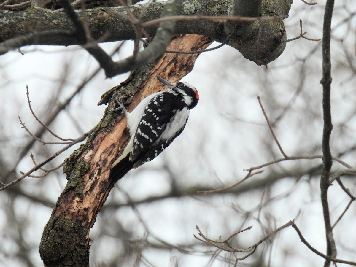 Hairy Woodpecker - Nest Crasher