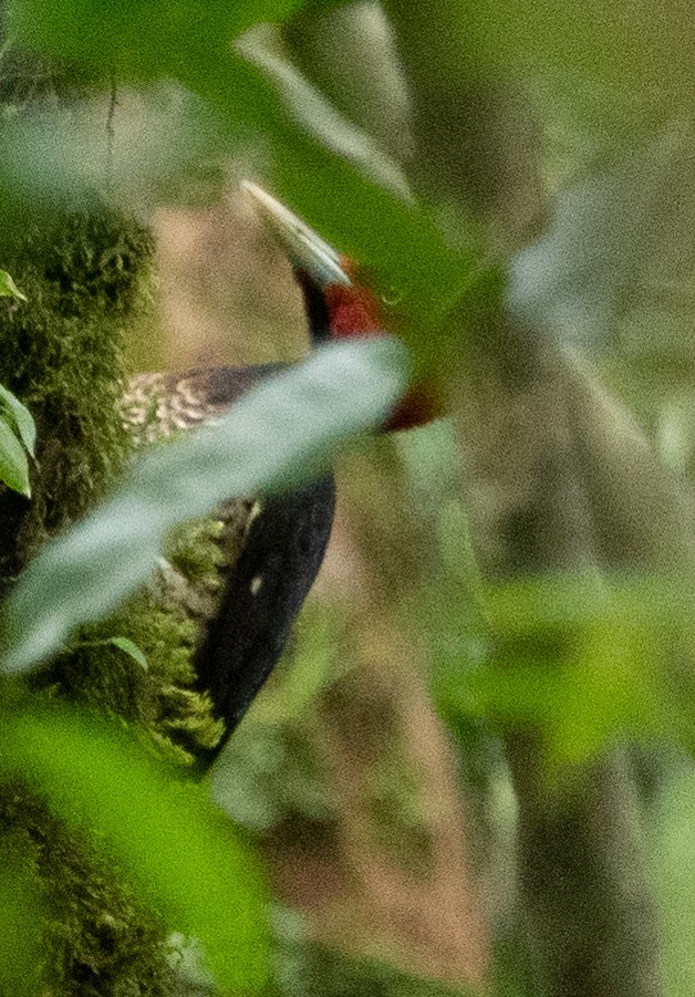 Pale-billed Woodpecker - Robert Gundy