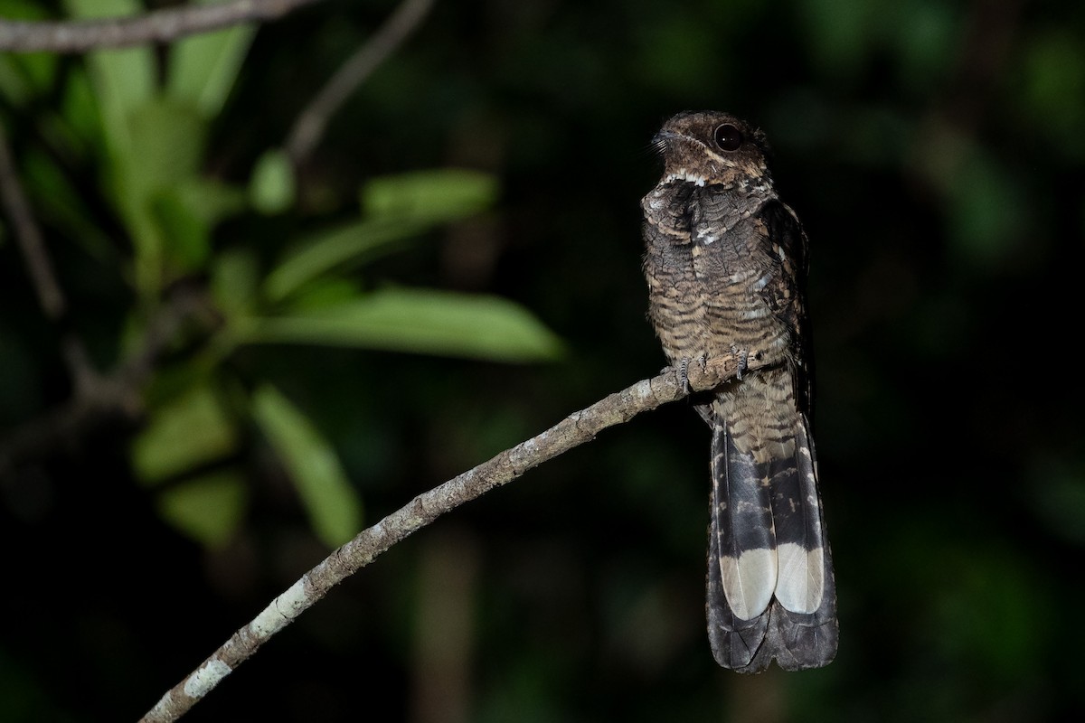 Large-tailed Nightjar - Chris Murray