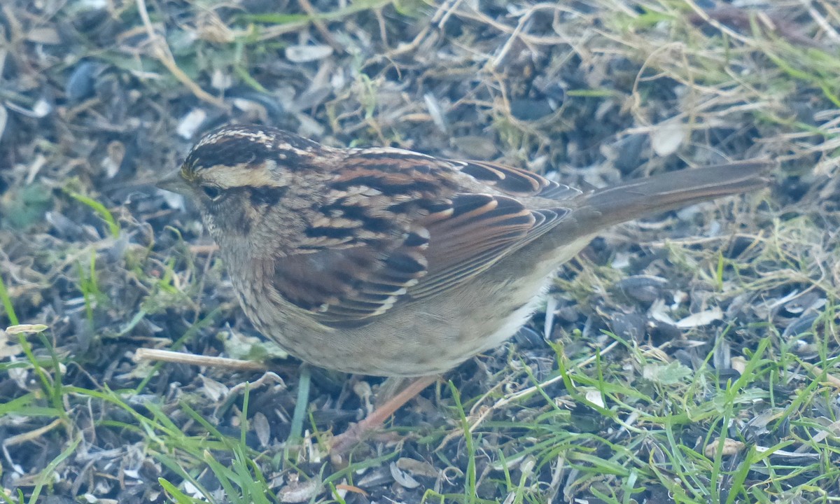 White-throated Sparrow - ML41844281