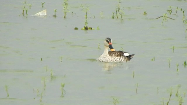 Indian Spot-billed Duck - ML418443201
