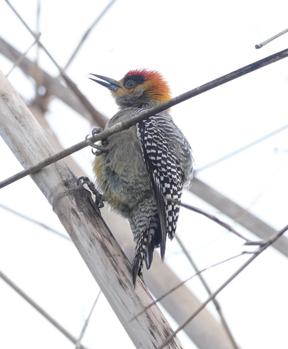 Golden-cheeked Woodpecker - ML418448581
