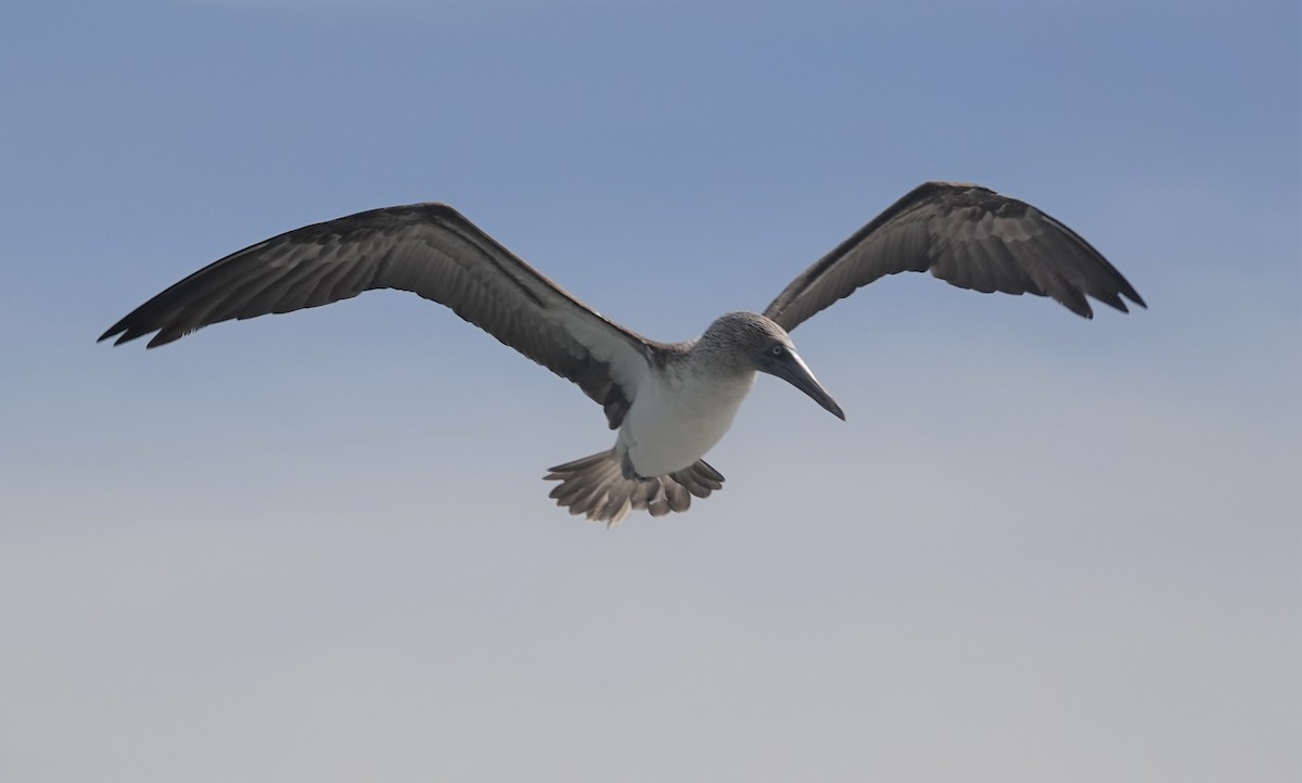 Blue-footed Booby - ML418449391