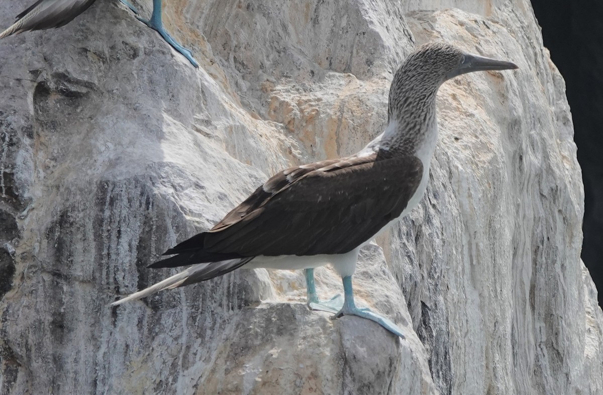 Blue-footed Booby - ML418449401