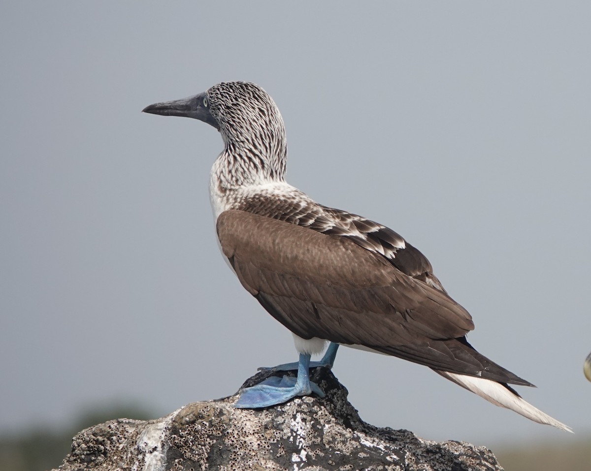 Blue-footed Booby - ML418449431