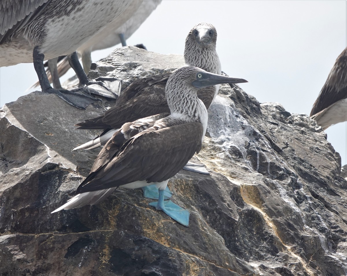 Blue-footed Booby - ML418449511