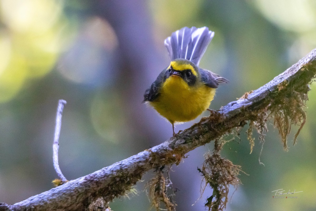 Yellow-bellied Fairy-Fantail - ML418449851