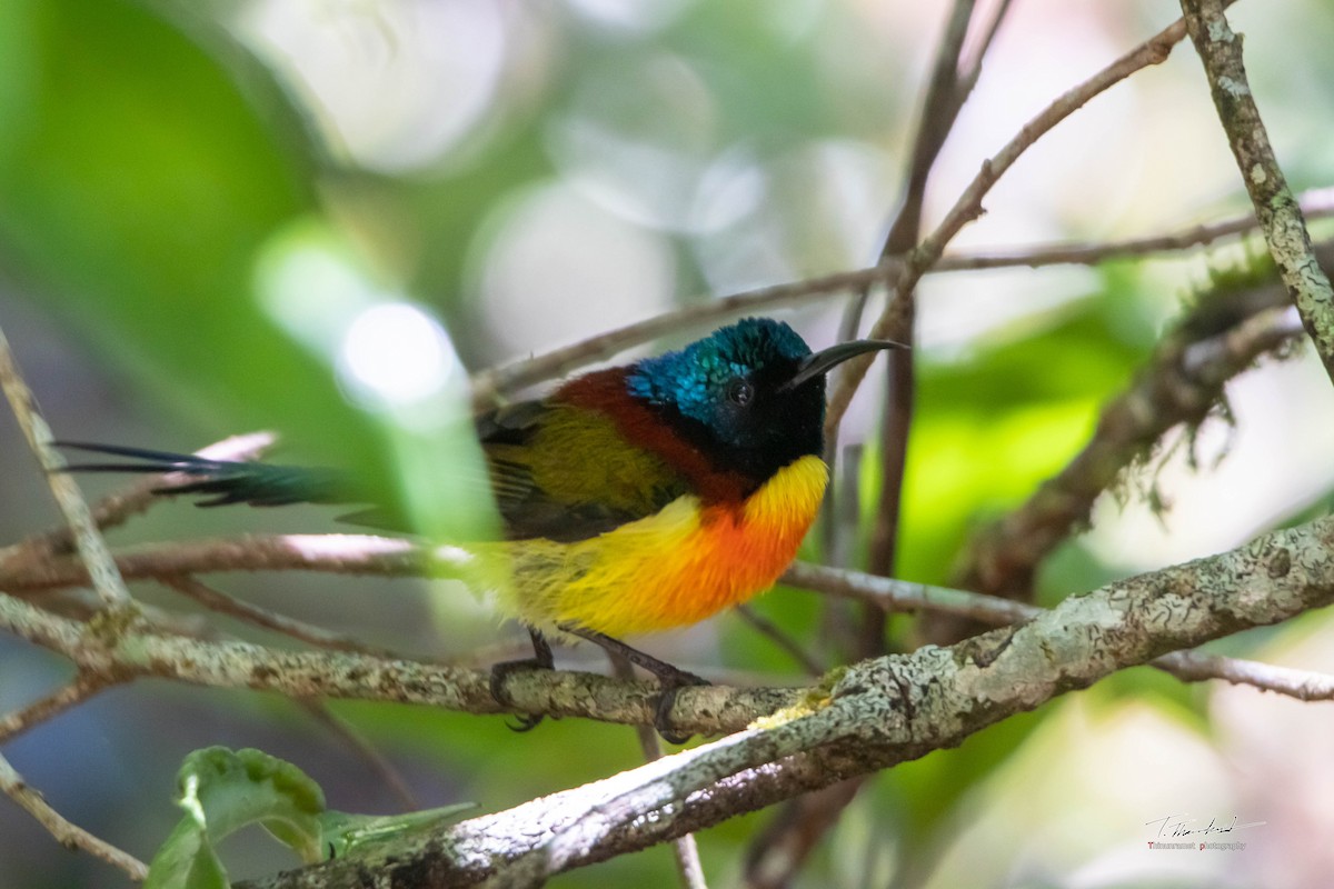 Green-tailed Sunbird - Thasanakrit Thinunramet