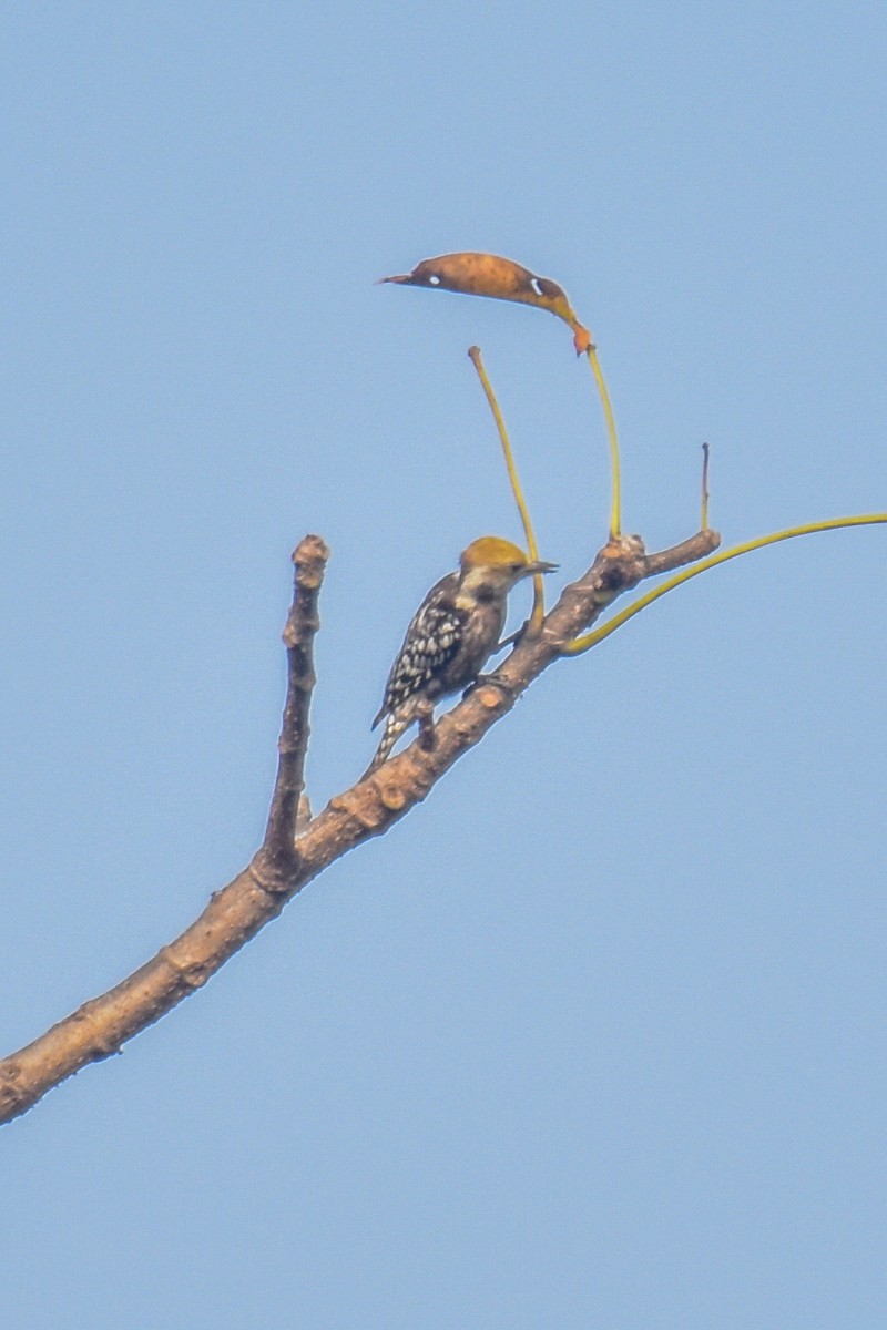 Yellow-crowned Woodpecker - Manish Kumar Chattopadhyay