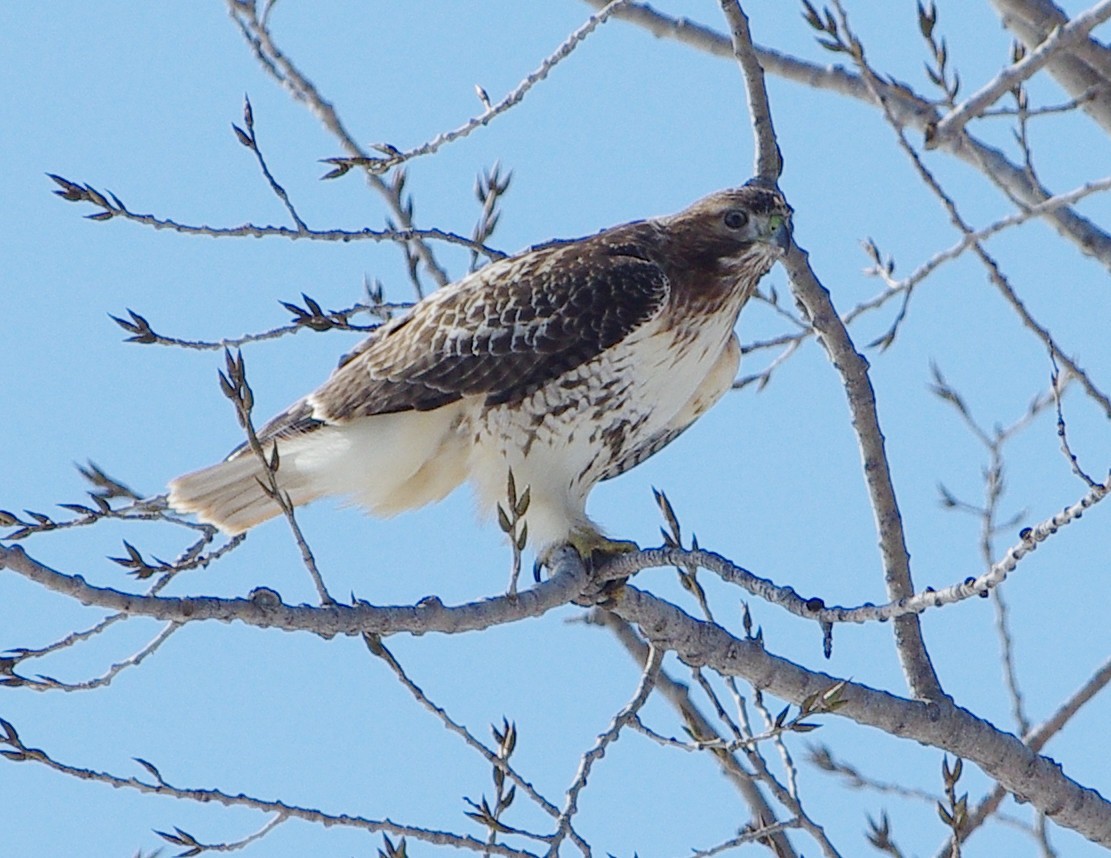 Red-tailed Hawk - ML418456151