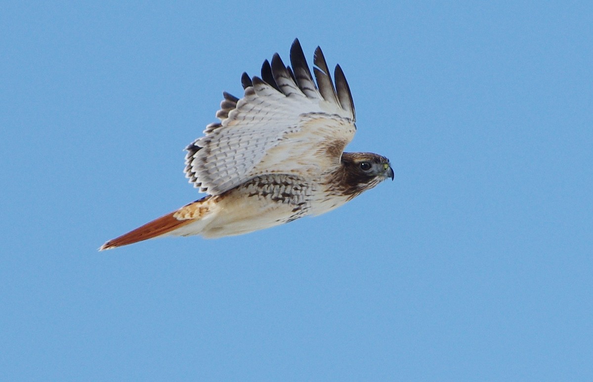 Red-tailed Hawk - ML418456171