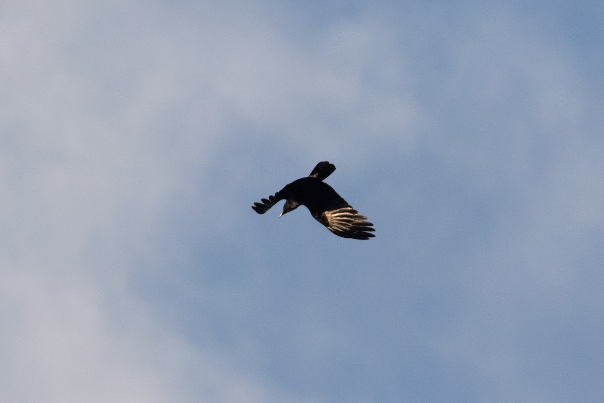 Large-billed Crow - Sutanan Pinmaneenopparat