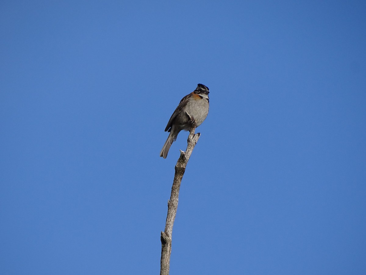 Rufous-collared Sparrow - ML418456951
