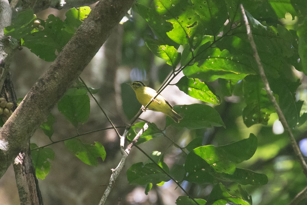 Sulphur-breasted Warbler - Sutanan Pinmaneenopparat