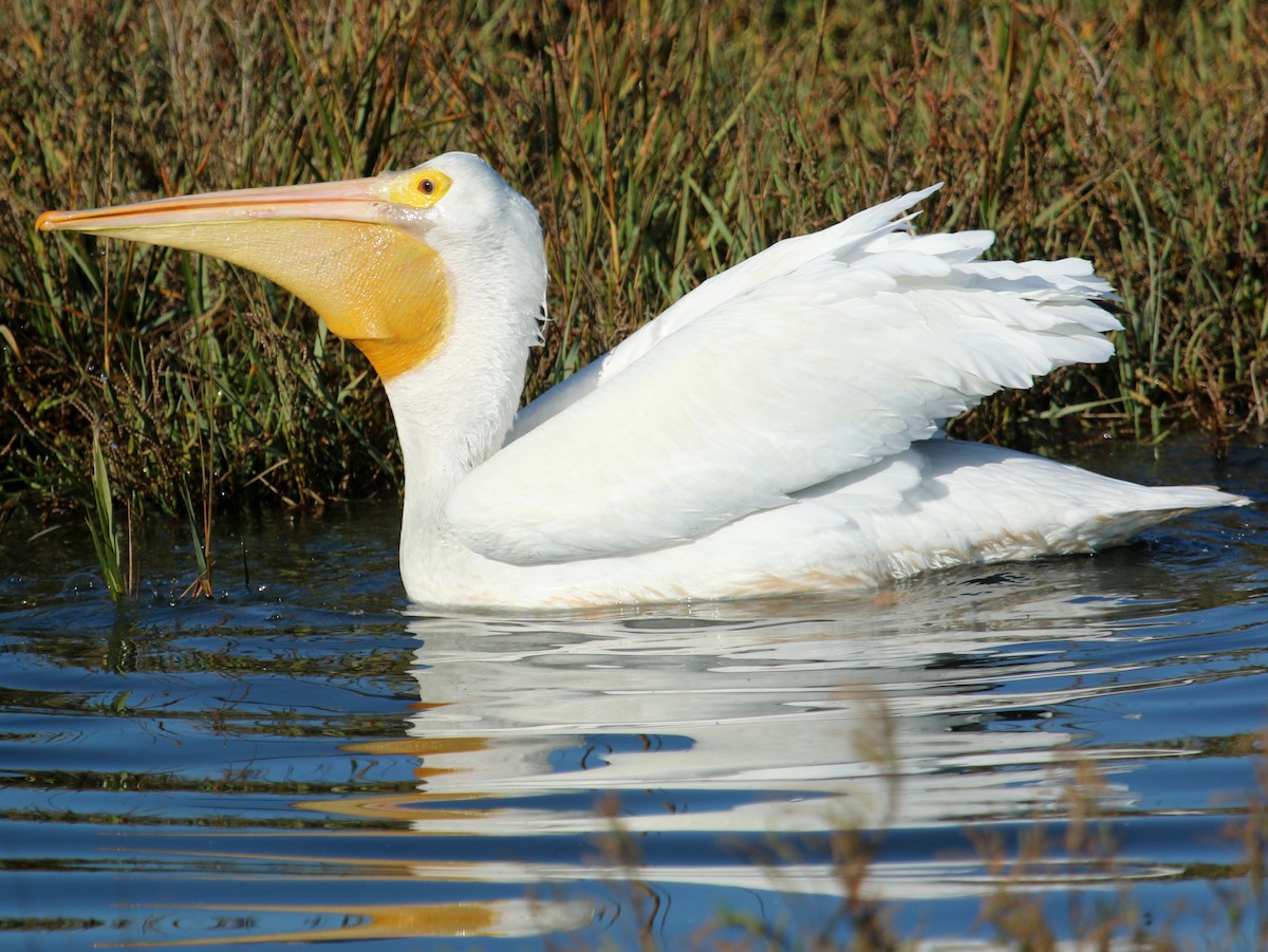 pelikán severoamerický - ML41845941