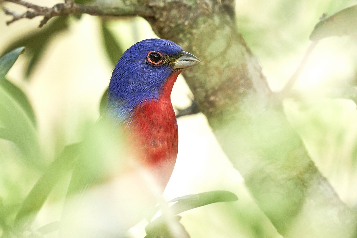Painted Bunting - ML418460531