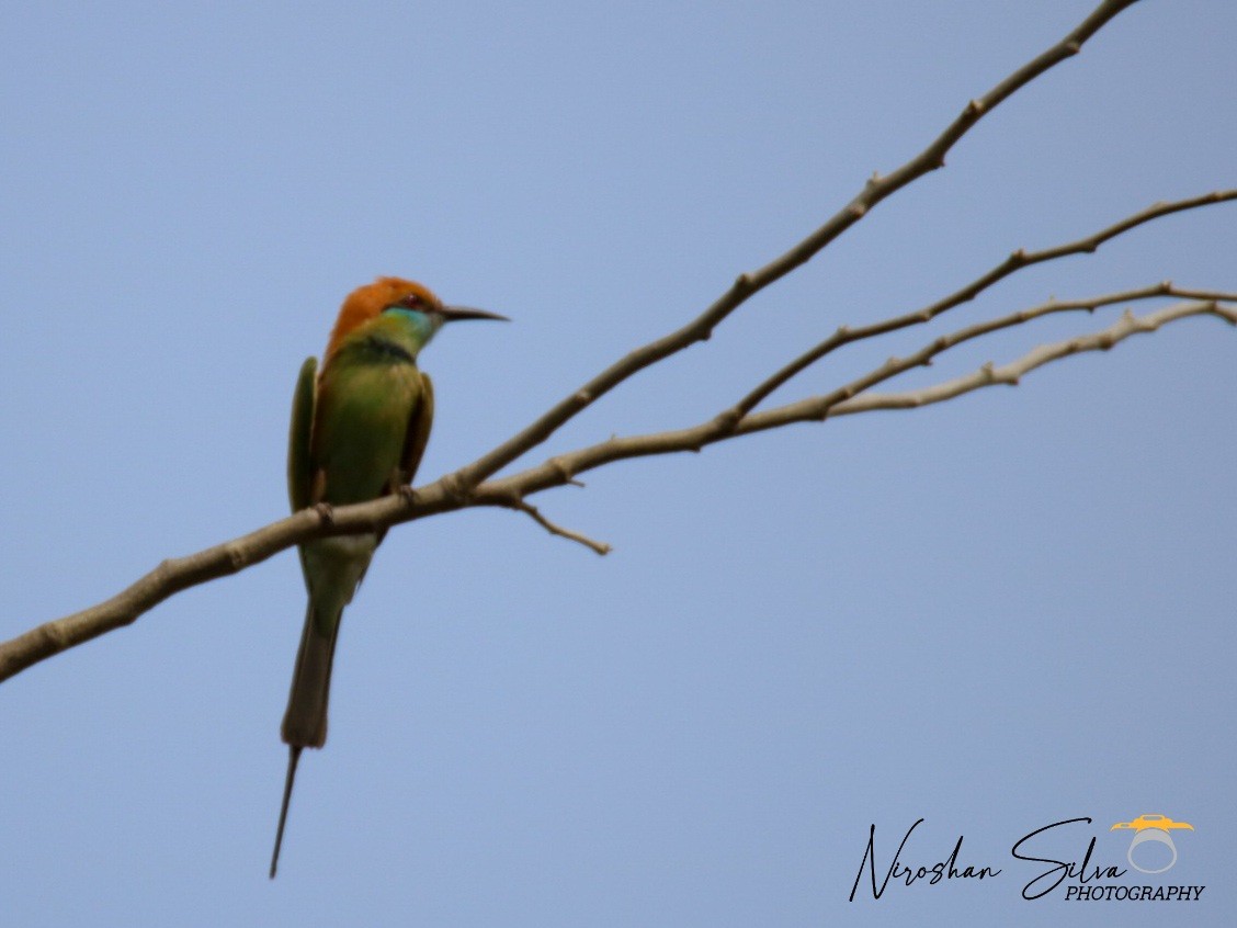 Asian Green Bee-eater - Tharindu Niroshan Silva