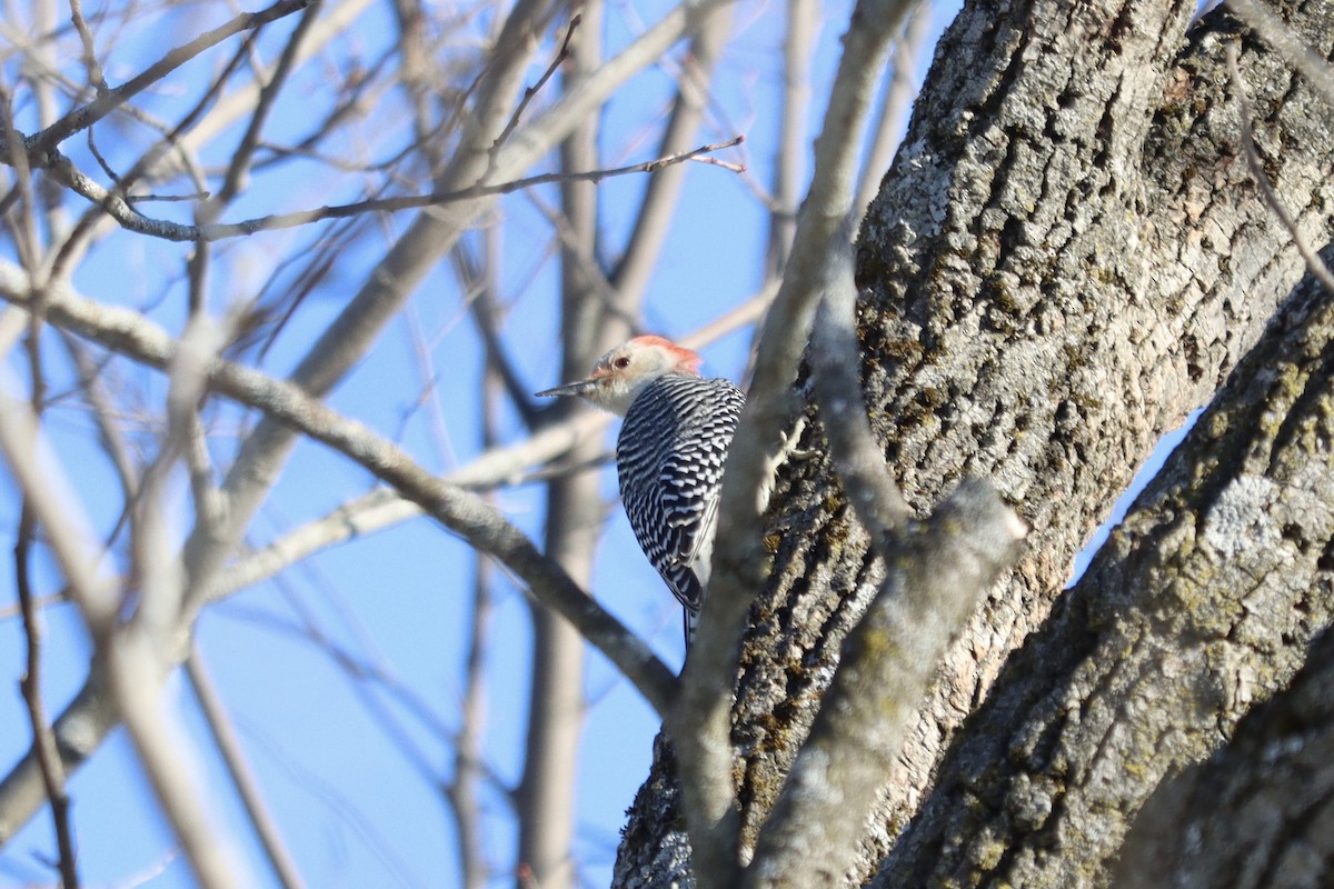 Red-bellied Woodpecker - ML418468131