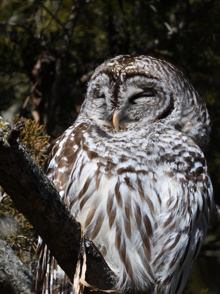 Barred Owl - Vern Wilkins 🦉