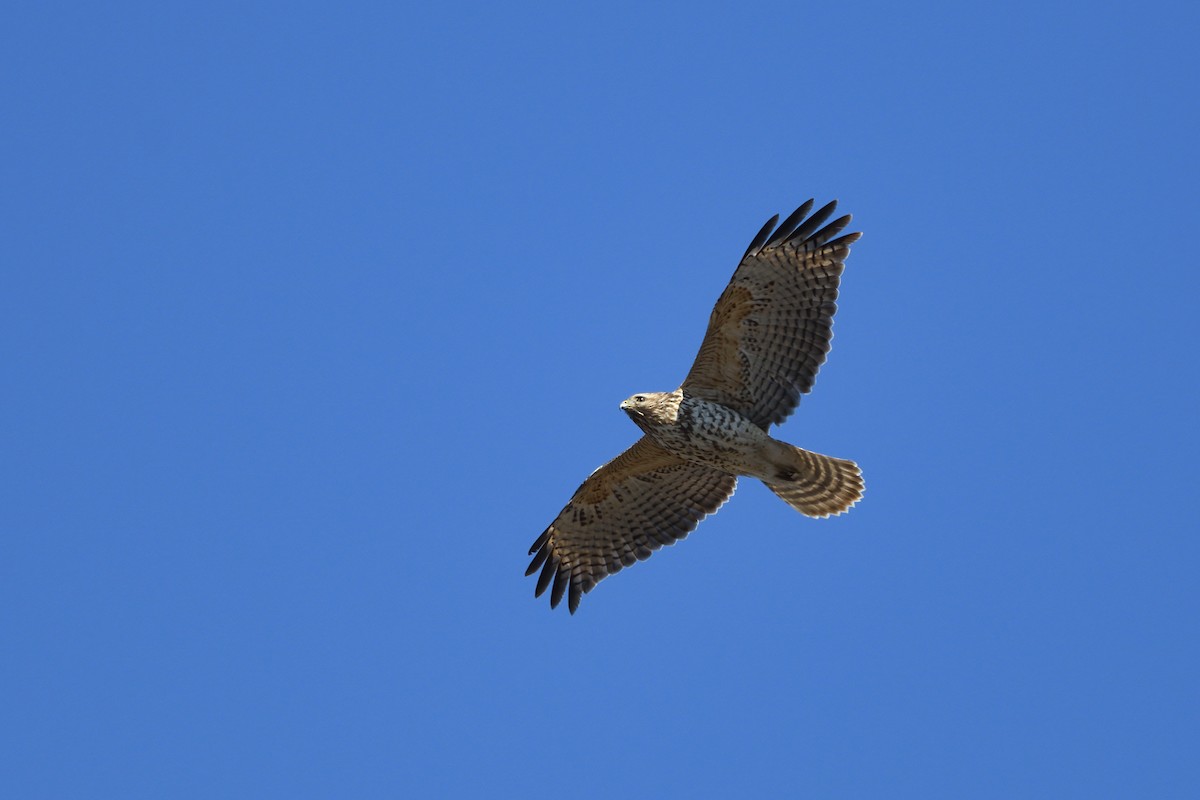 Red-shouldered Hawk (lineatus Group) - ML418479111