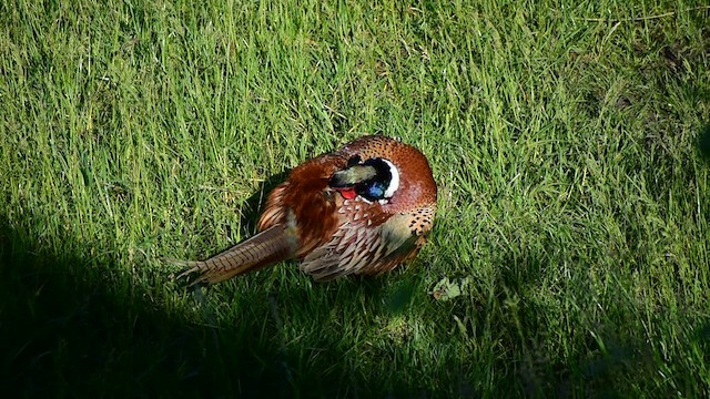 Ring-necked Pheasant - ML418479431