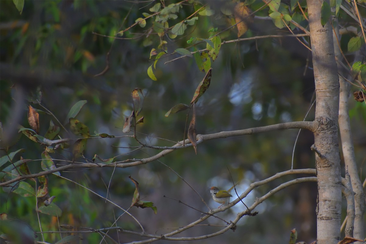 Common Tailorbird - ML418482001