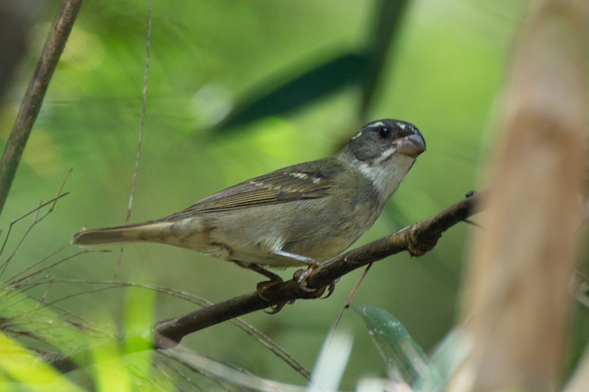 Buffy-fronted Seedeater - ML418482251