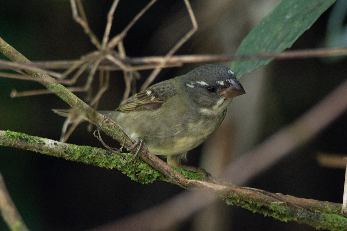 Buffy-fronted Seedeater - ML418482271