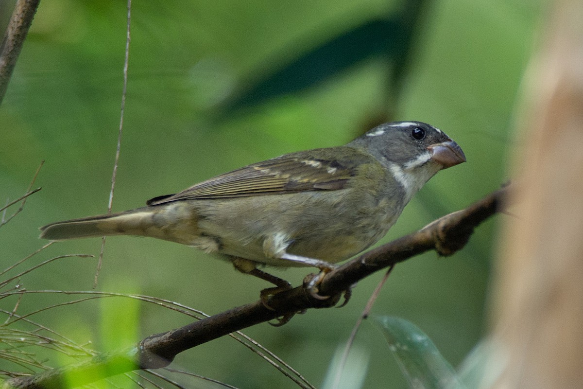 Buffy-fronted Seedeater - ML418482281