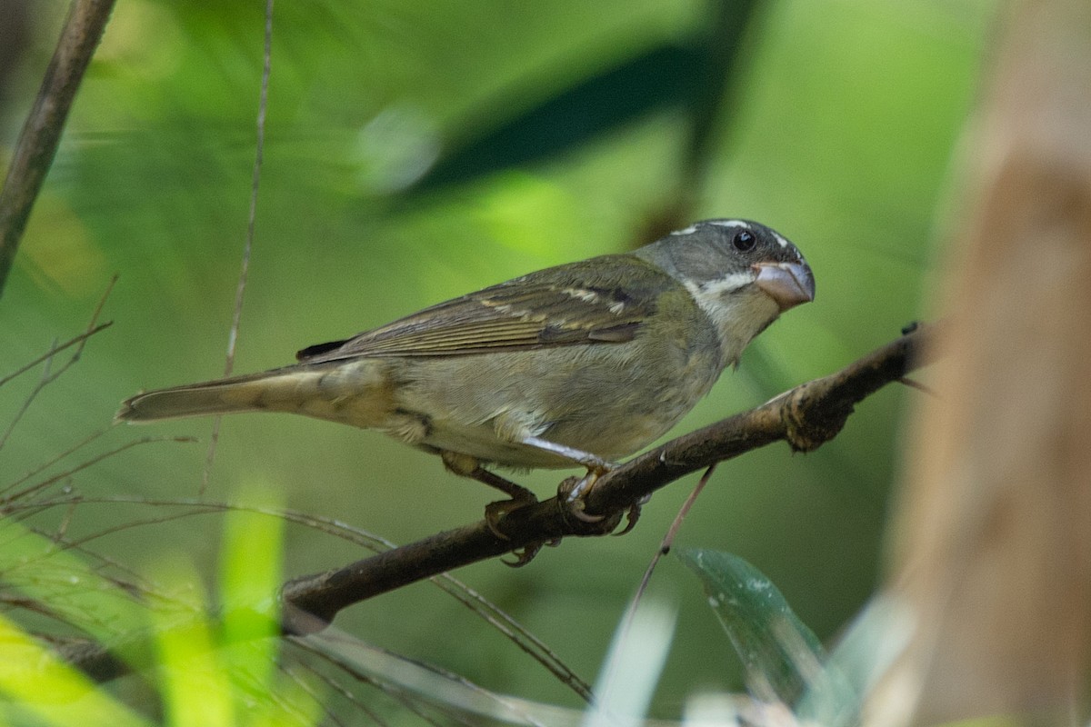 Buffy-fronted Seedeater - ML418482291