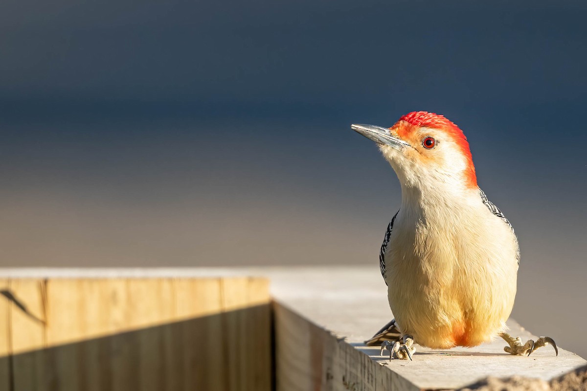 Red-bellied Woodpecker - Coleen Lawlor
