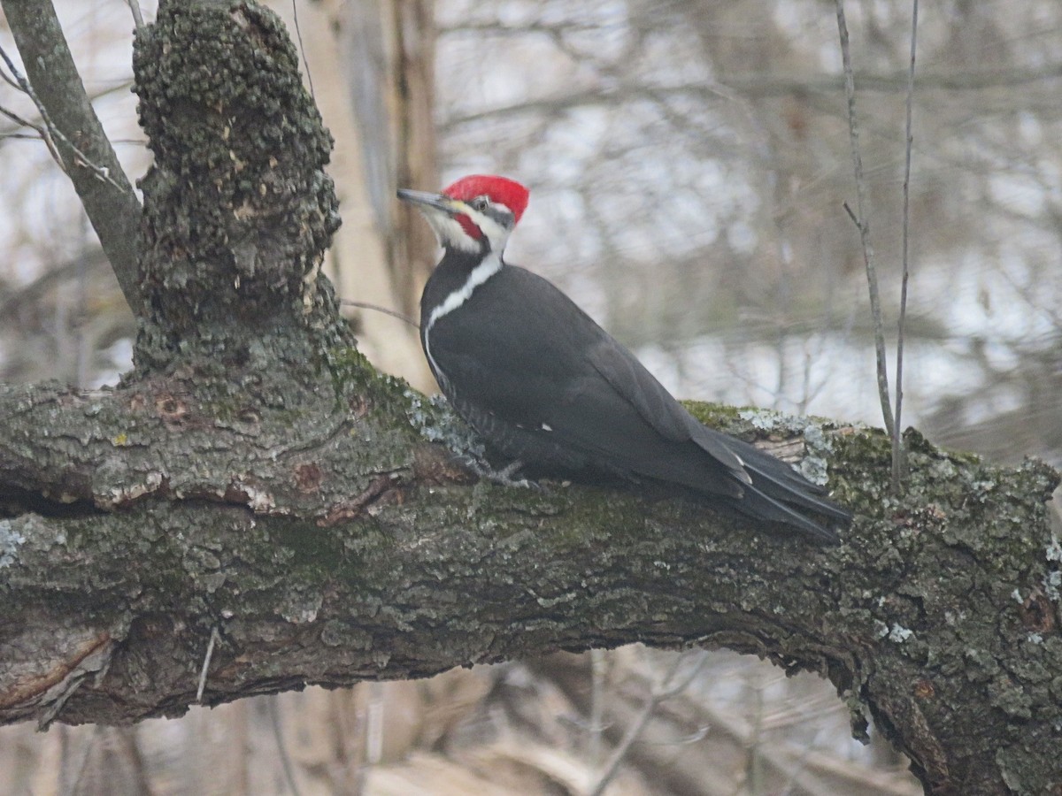 Pileated Woodpecker - ML418487781