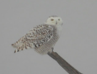 Snowy Owl - ML418499601