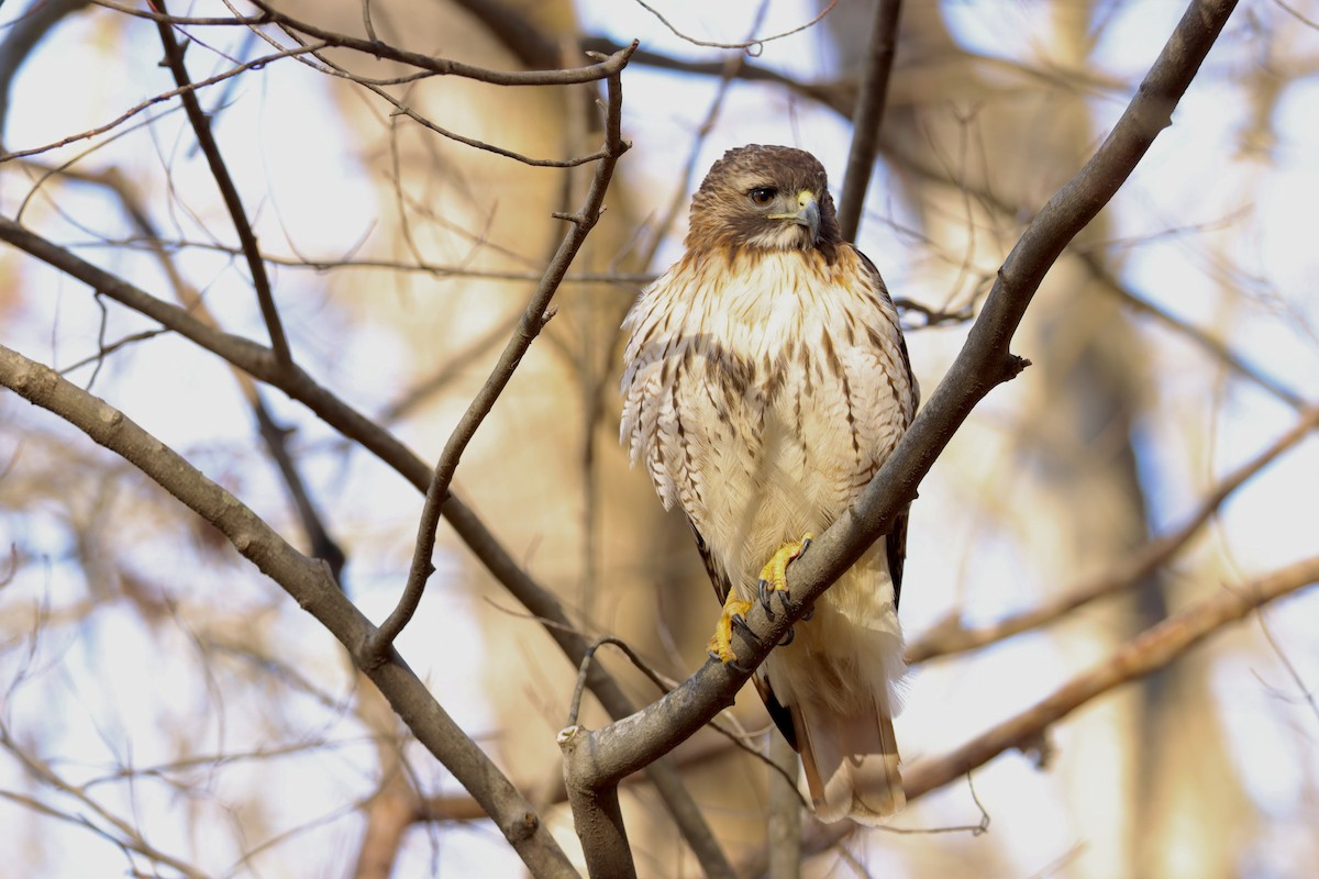 Red-tailed Hawk - Isoo O'Brien