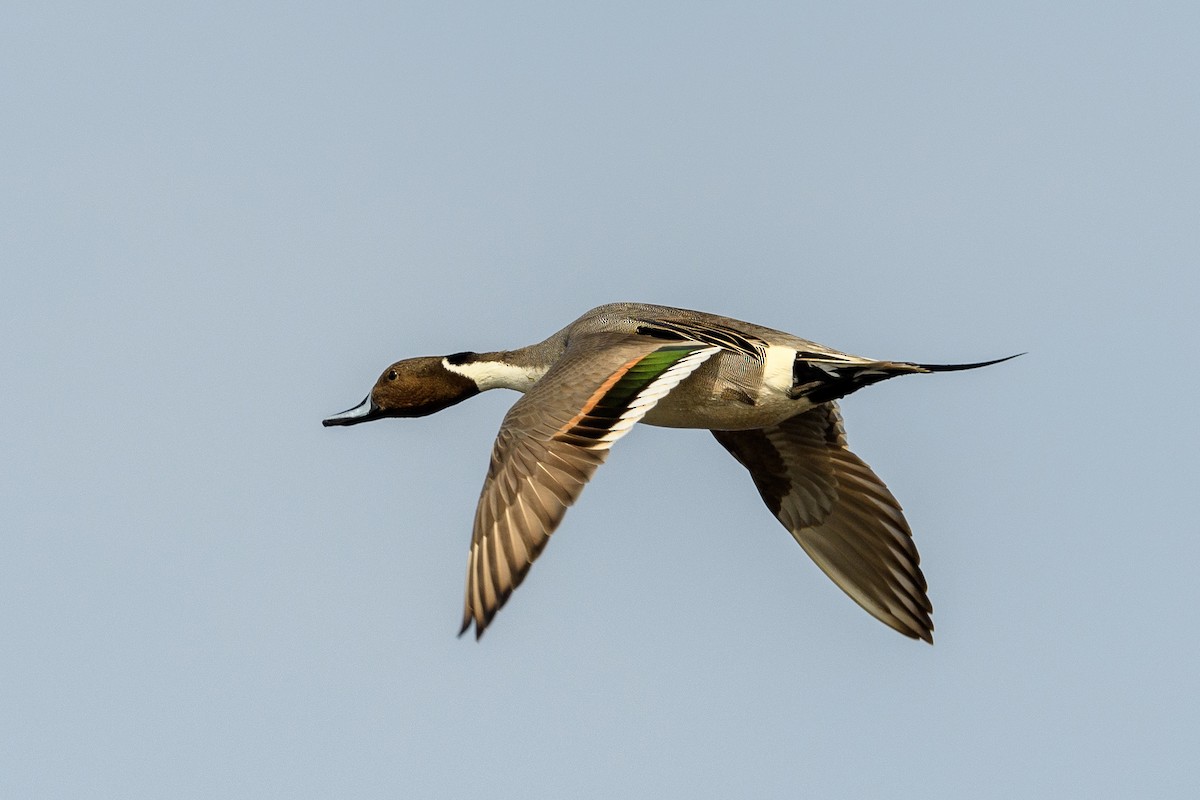 Northern Pintail - Laurie Kmieciak