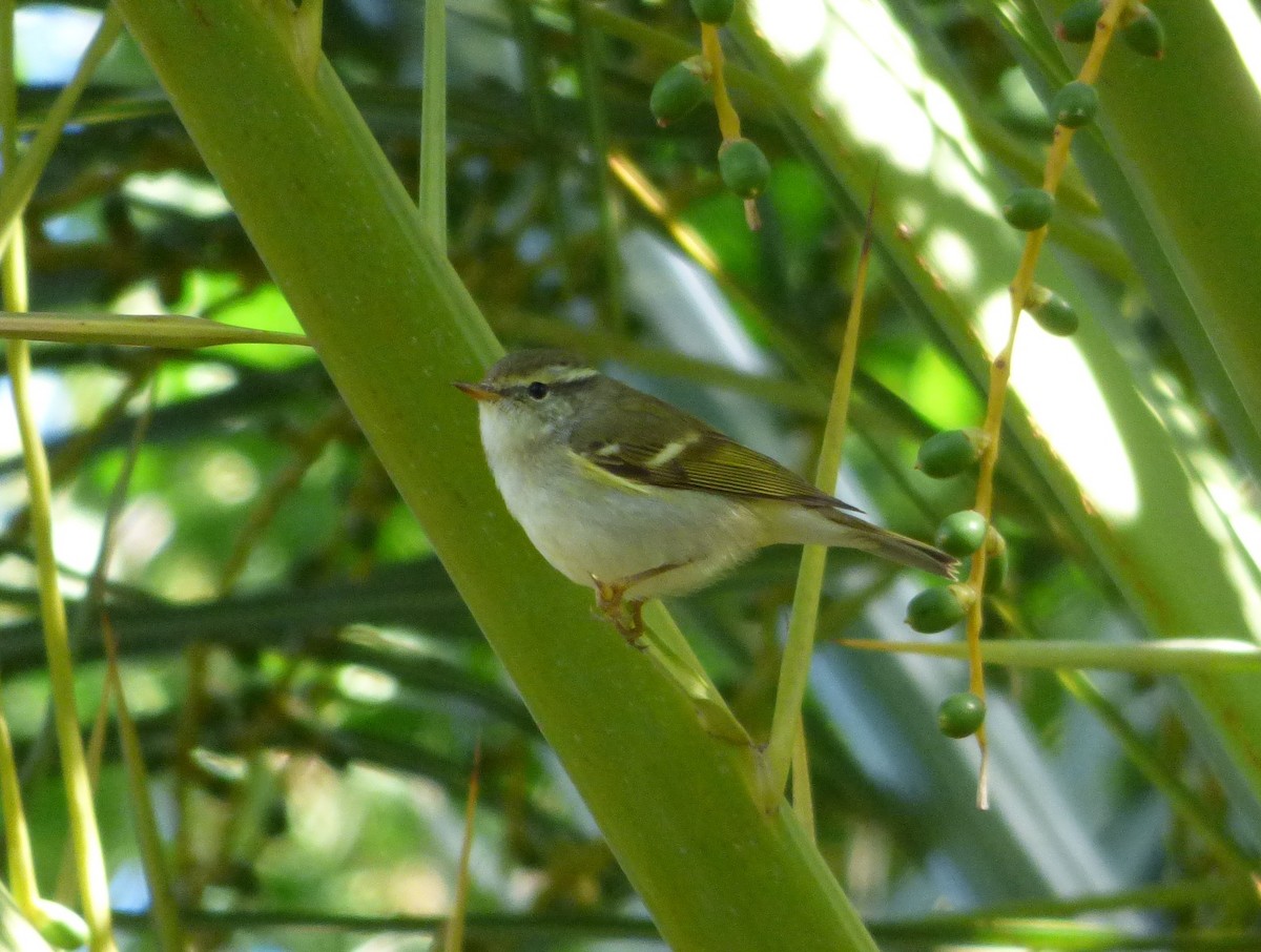 Yellow-browed Warbler - ML41850751