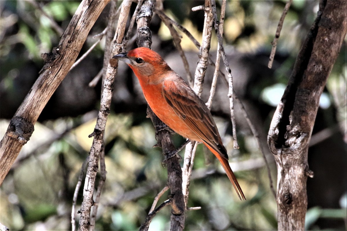 Hepatic Tanager - ML418509281