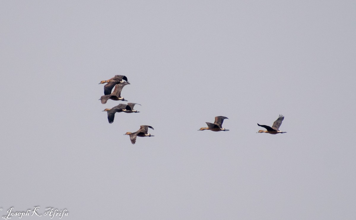Fulvous Whistling-Duck - ML418509591