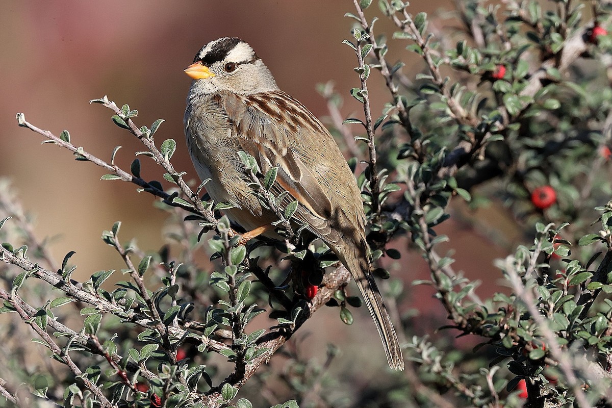 White-crowned Sparrow - ML418510461