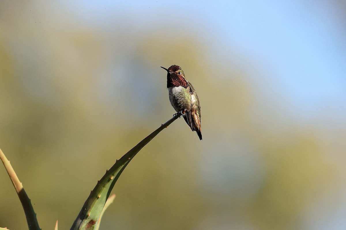 Anna's Hummingbird - ML418512461