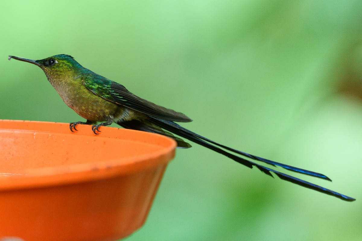 Violet-tailed Sylph - ML418518351