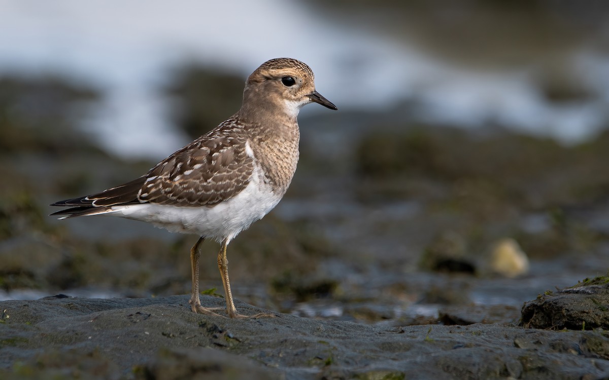 Rufous-chested Dotterel - ML418519001