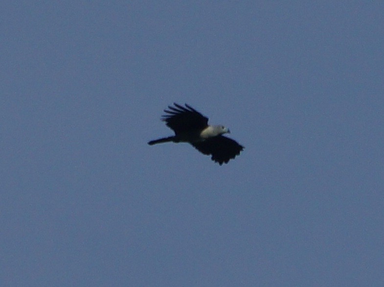 Gray-headed Kite - ML41852091