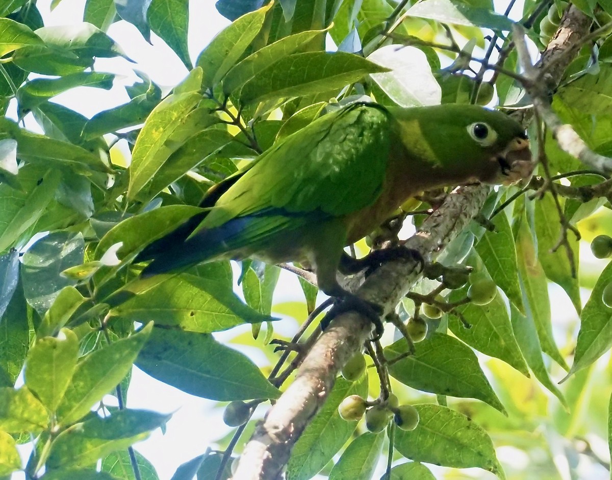 Olive-throated Parakeet - ML418522441