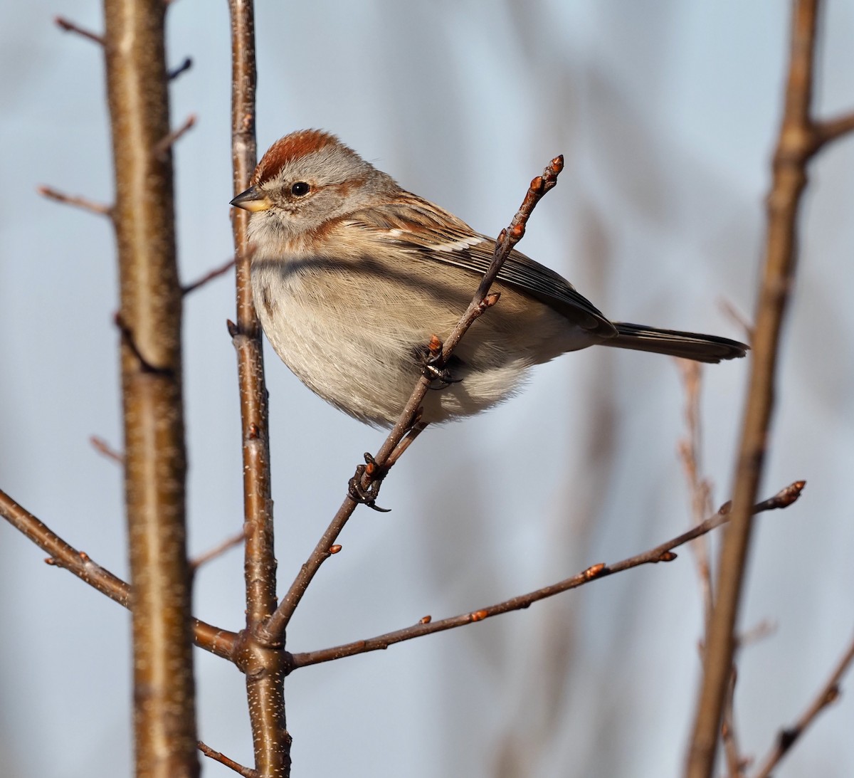 American Tree Sparrow - ML418525641